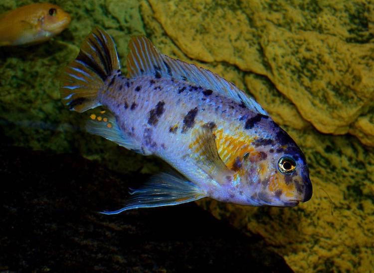 Labeotropheus fuelleborni 'Chimwalani Reef'